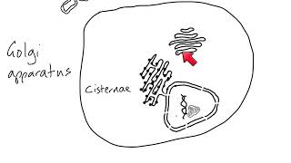 AS Biology  Cell structure of eukaryotes [upl. by Myrtle]