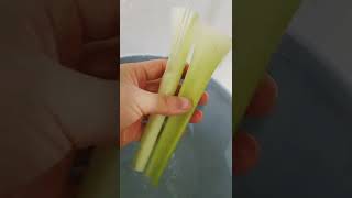 🍃QUICK AND EASY CELERY RECIPE ⏰How to prepare celery in under 1 minute [upl. by Estella]