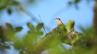 Nuthatch Proclaiming its Territory [upl. by Tonl314]