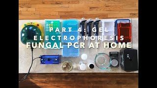 Fungal PCR at home Part 4 Gel Electrophoresis [upl. by Bev]