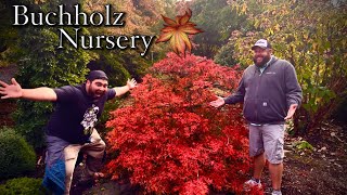 Acer japonicum Fairy Lights Dwarf Full Moon Japanese Maple in the Buchholz Nursery Gardens [upl. by Copland]