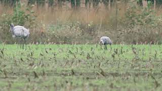 Sandhill Crane Germany 2024 [upl. by Hurty]