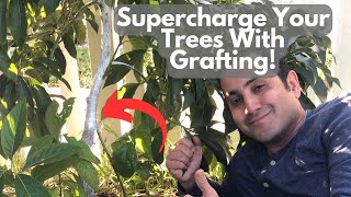 This Grafting Technique Can Make Your Tree Grow Faster and Stronger [upl. by Tnayrb]