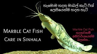 AQUA PETS UploadedMarble CatFish Care in Sinhala  මාබල් කැට්ෆිශ් ලෙසියෙන්ම හදන හැටි සිංහලෙන්ම [upl. by Omrelliug]