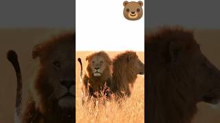 every lion has a lion wildlife wildanimals shortstigerlionshortsvideo animals sher [upl. by Sivel]