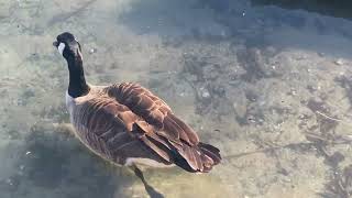 “Exploring Scarborough Bluffer’s Park Beach A Hidden Gem Along Lake Ontario” nature naturelovers [upl. by Dinnie]