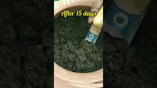 Full process of making compost terracegardning gardeningtips organic compost howtomakecompost [upl. by Ellevel]