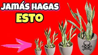 NUNCA MÁS le HAGAS esto A tu SANSEVIERIA Cuidados de la Lengua de suegra Espada de san Jorge [upl. by Ahearn730]