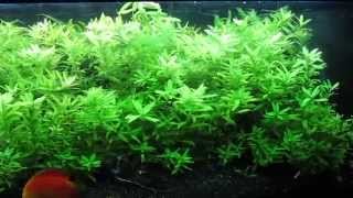 Hygrophila polysperma [upl. by Nerradal]