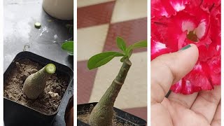 adeniumbonsai flat grafting method with result plants adenium grafting desertrose ytfeed viral [upl. by Beth]