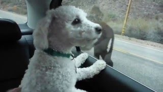 Bichon Frise Dogs barking at Burros Oatman Arizona Route 66 United States of America [upl. by Alina]