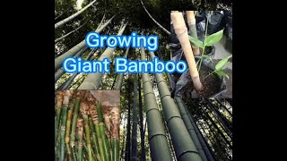 Growing giant bamboo  Dendrocalamus giganteus [upl. by Chemaram]