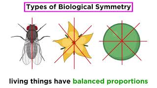 Organization and Symmetry in Kingdom Animalia [upl. by Urina]