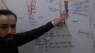 64 Knee joint  Knee arteries  Blood supply of Knee joint  Knee joint blood supply [upl. by Uticas346]