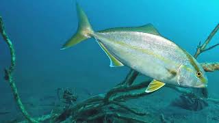 【映像記録】カンパチの優雅な泳ぎを見る Greater amberjack [upl. by Carlie]