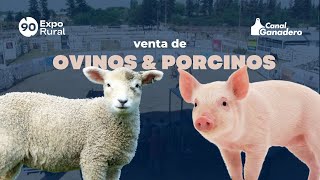 OVINOS Y PORCINOS GENÉTICA PARA TU GRANJA [upl. by Cyndi978]