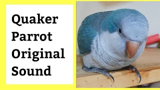 Quaker Parrot Sounds  Noises  Quaking  Quaker Parrot Natural sound [upl. by Etnoved452]