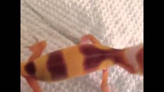 Leopard gecko scream [upl. by Celie]