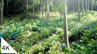 【4K】Tokyo Hydrangea Walk  Hydrangea Mountain and others [upl. by Aneelehs]