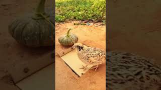 Amazing quail Trap using cardboard shorts quailTrap shortsfeed [upl. by Llekcm300]