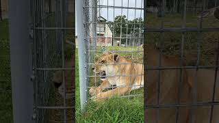 Oh the Distractions Fergy Liger shorts bigcat [upl. by Schuyler]