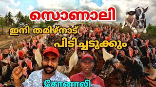 സൊണാലി ഇനി തമിഴ്നാട് പിടിച്ചടുക്കും  tamilnadu poultry farming  sonali chicken  turkey chicken [upl. by Ylrak]