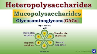 6 Heteropolysaccharides Glycosaminoglycans Carbohydrates Chemistry  Biochemistry [upl. by Tessie360]