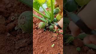 Green vegetables cucurbitaceae watermelon pumpkin [upl. by Normandy381]