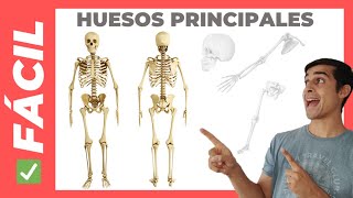 ✅ PRINCIPALES HUESOS del Cuerpo Humano FÁCIL Sirve para Niños [upl. by Jat366]