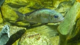 Cyathopharynx Kabogo Featherfin Furcifer [upl. by Olrak]