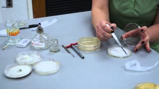 Forest Pathology  transferring fungal cultures [upl. by Cassie]