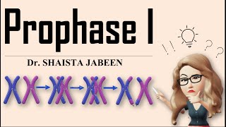 Prophase 1 Stages I Leptotene Zygotene Pachytene Diplotene Diakinesis I Meiosis1 I Recombination [upl. by Boylston]