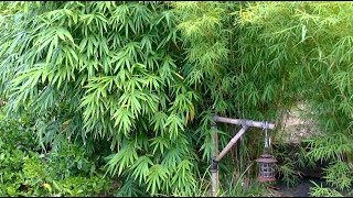 How To Grow A Bamboo Hedge [upl. by Parthena]