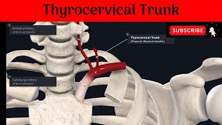 Thyrocervical Trunk  Inferior Thyroid Artery  Superficial Cervical Artery  Suprascapular Artery [upl. by Aryam914]