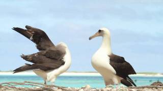 Dancing Laysan Albatrosses [upl. by Ynohtnacram]