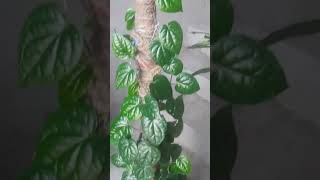 Paan Plant  Betel Leaf Plant 🌿 shorts gardening plants youtubeshorts [upl. by Tiffanle]