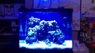 NEW KESSIL A350W LED REVIEW [upl. by Bellis503]