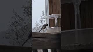 Carolina Chickadee eating seeds birds nature [upl. by Enixam213]