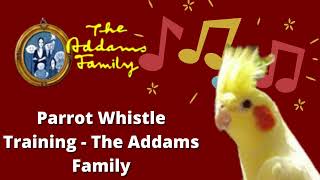 Addams Family Whistle Training for parrots  Cockatiel red rumped Rosella Ringneck  1 hour loop [upl. by Damalis]