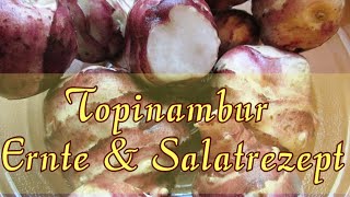 Topinambur Rezept und Ernte [upl. by Jerrol]