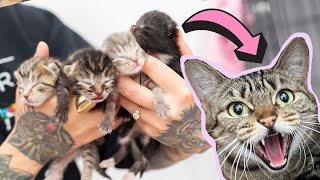 Reuniting My Foster Kittens With Their Feral Mom [upl. by Felipe]