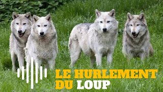 Le hurlement du loup  Le cri du loup [upl. by Tallu]