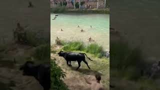 TOROS REFRESCANTES Trillo Río Tajo Vaquilla Cornea a Mozo detrás del árbol 🌳🏃🐄 rio nature toros [upl. by Ayotol]