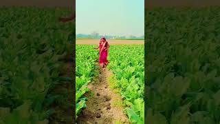 🤣🤣🤣🤣😀😘😘😂 mere khet mein gobhi gobhi Bhojpuri short video [upl. by Eugnimod683]