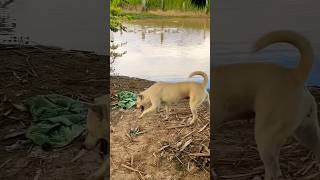 Dog find ducks puppy doglover cute animals funny doglove dog barking love shortvideo top [upl. by Edyak]