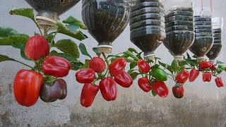 Try this tips on growing bell peppers in plastic bottles you wont have to buy peppers again [upl. by Attenal]