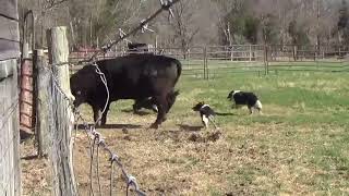 Training Border Collies for cattle  Loading Bullstarting teamwork amp blind outruns [upl. by Fabri]