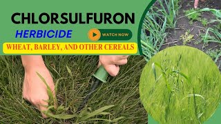 Chlorsulfuron Herbicide Chemistry Mode of Action Formulation and Uses in wheat barleycereals [upl. by Ellynn]