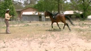 Lunging Tips  How to Slow Down a Rushing Horse  Horse Talk TV [upl. by Ellevart]