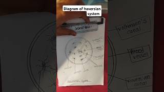 Diagram of haversian system drawing art easydrawing [upl. by Emery901]